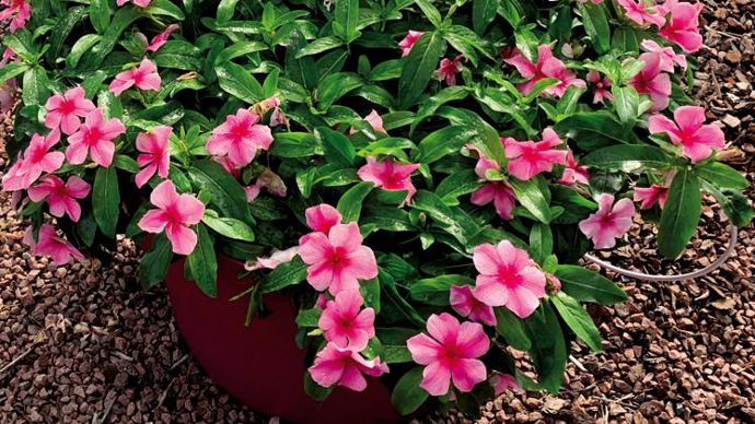 Catharanthus roseus ‘Mediterranean’ XP Strawberry ©P.Fayolle